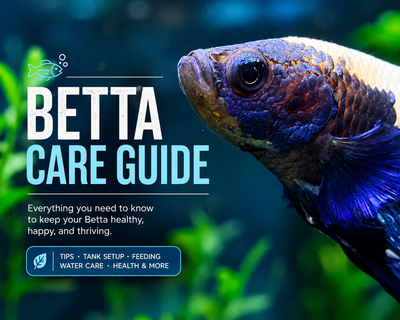 Your New Betta: A Take-Home Care Guide