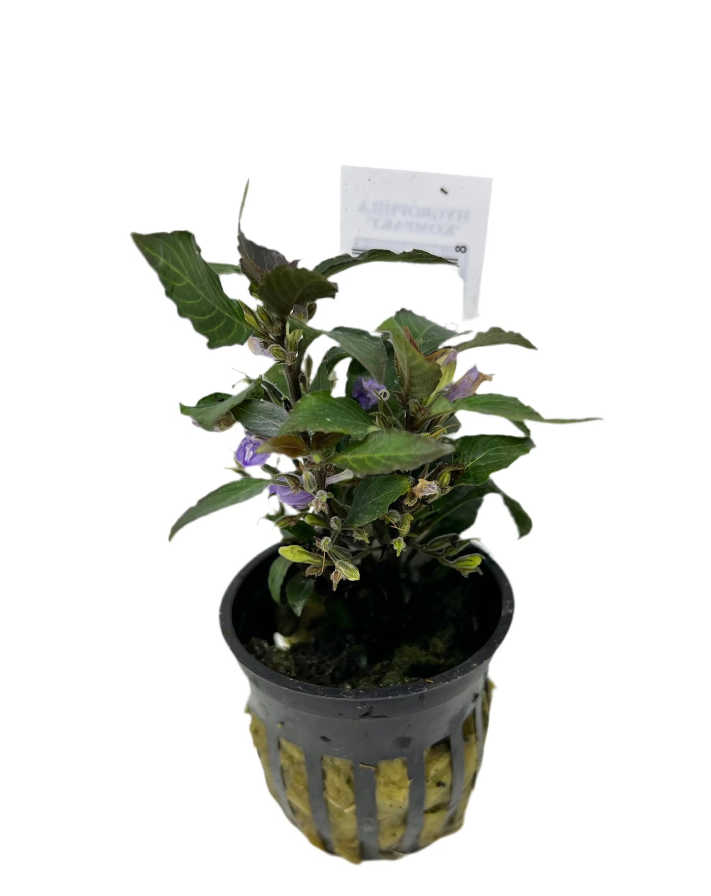 Compact Hygrophila (Hygrophila corymbosa Compact) potted live freshwater plant with dark green leaves