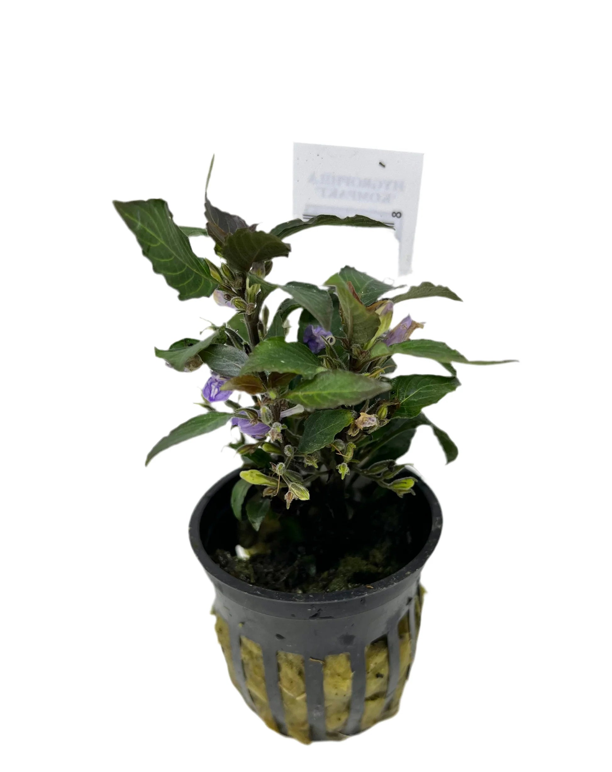 Compact Hygrophila (Hygrophila corymbosa Compact) potted live freshwater plant with dark green leaves