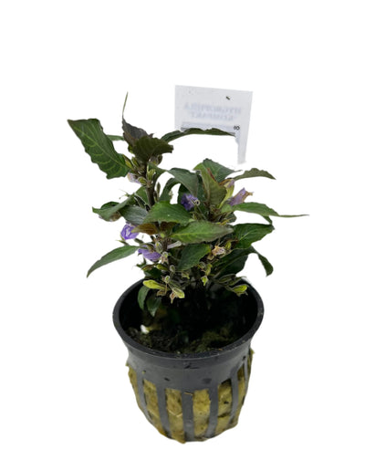 Compact Hygrophila (Hygrophila corymbosa Compact) potted live freshwater plant with dark green leaves