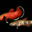 Channoides Betta (Betta channoides) pair, red male and barred female freshwater wild betta
