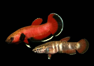 Channoides Betta (Betta channoides) pair, red male and barred female freshwater wild betta