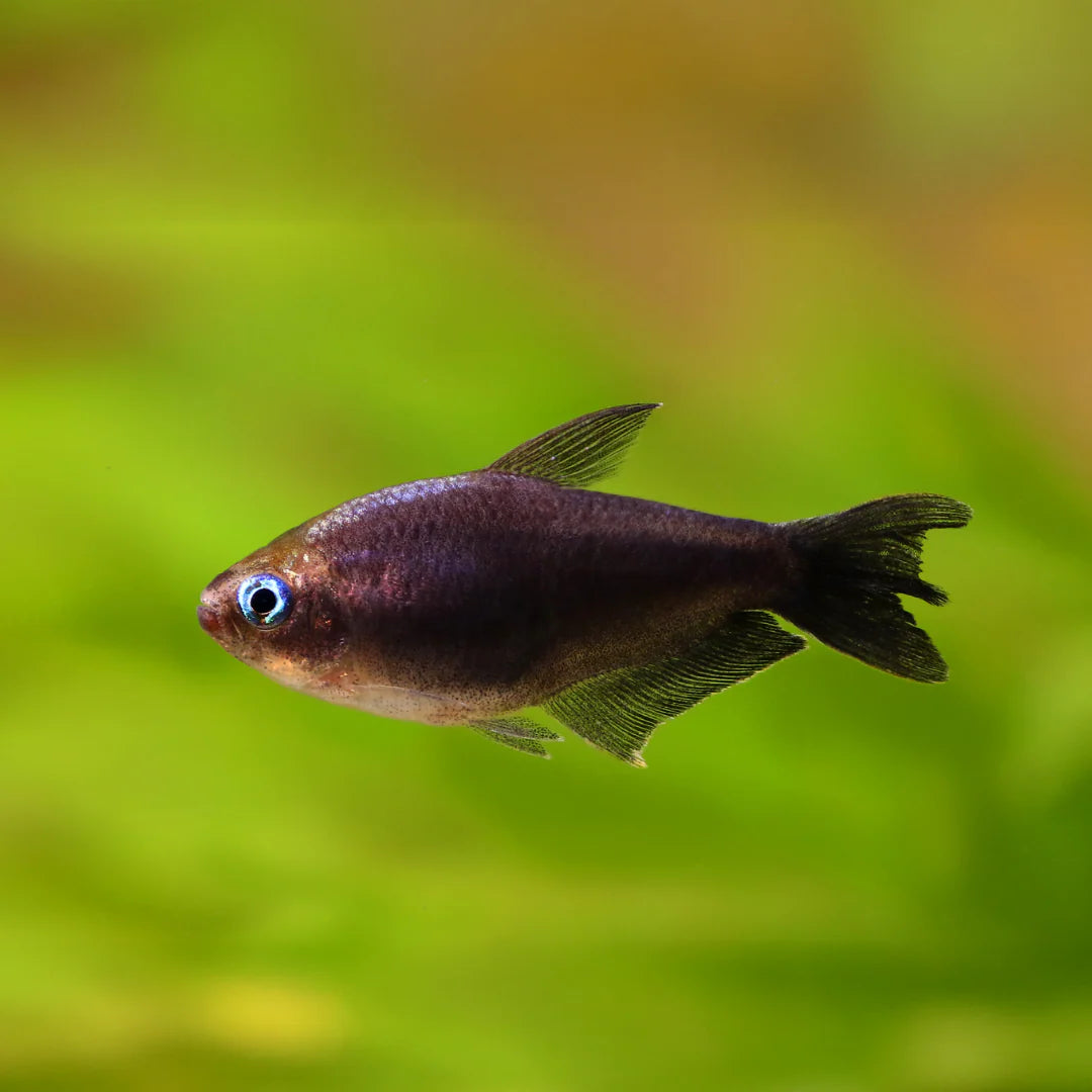 Black Emperor Tetra (Nematobrycon palmeri) freshwater shoaling fish - Amphiloxus Black color morph with iridescent blue eye