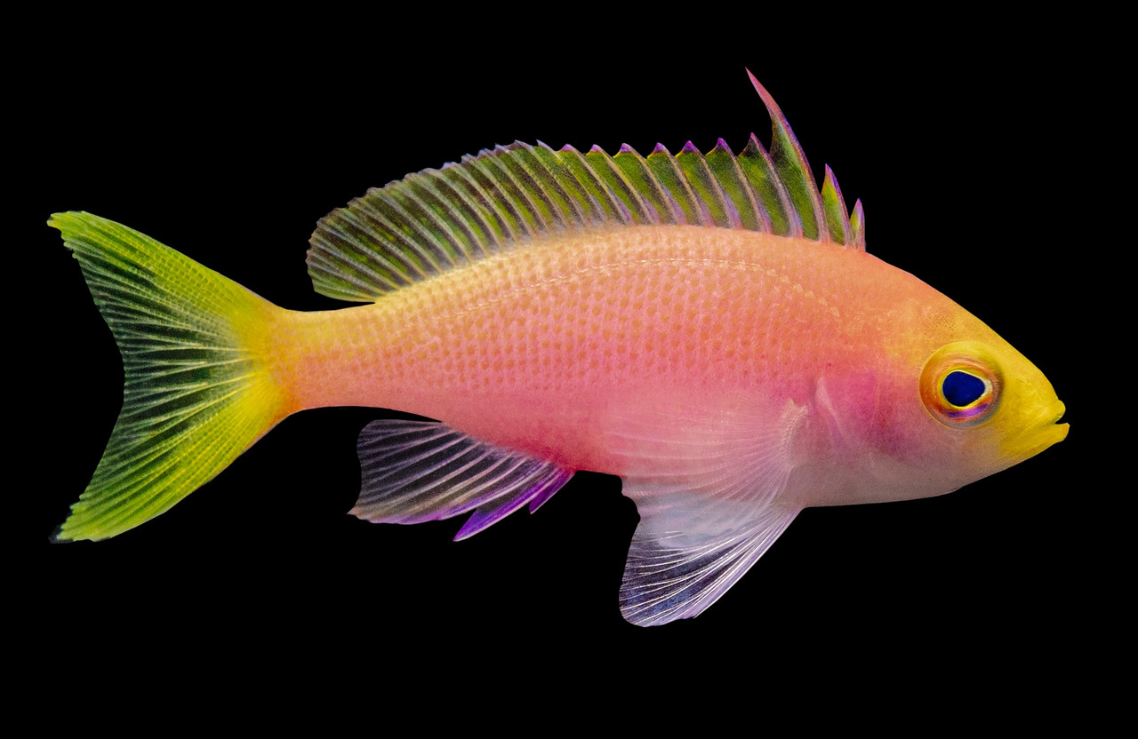 Resplendent Anthias (Pseudanthias pulcherrimus) with pink and golden-yellow body, live saltwater reef fish