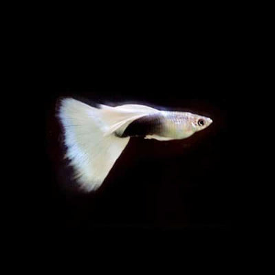 Guppy - White Tux