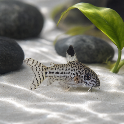 True Julii Cory (Corydoras julii) freshwater catfish resting on white sand beside aquarium plants