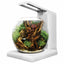 Fluval Liv white round bowl aquarium with overhead LED, planted with driftwood and moss