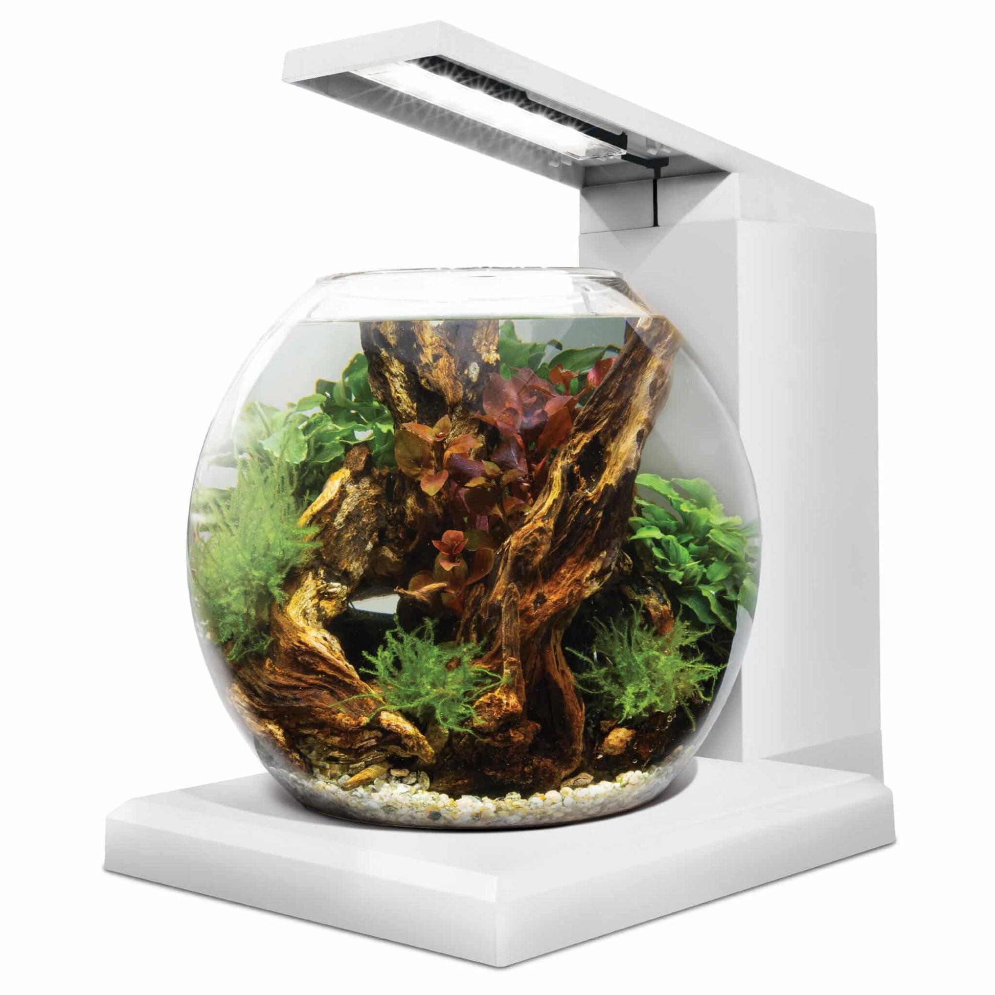 Fluval Liv white round bowl aquarium with overhead LED, planted with driftwood and moss