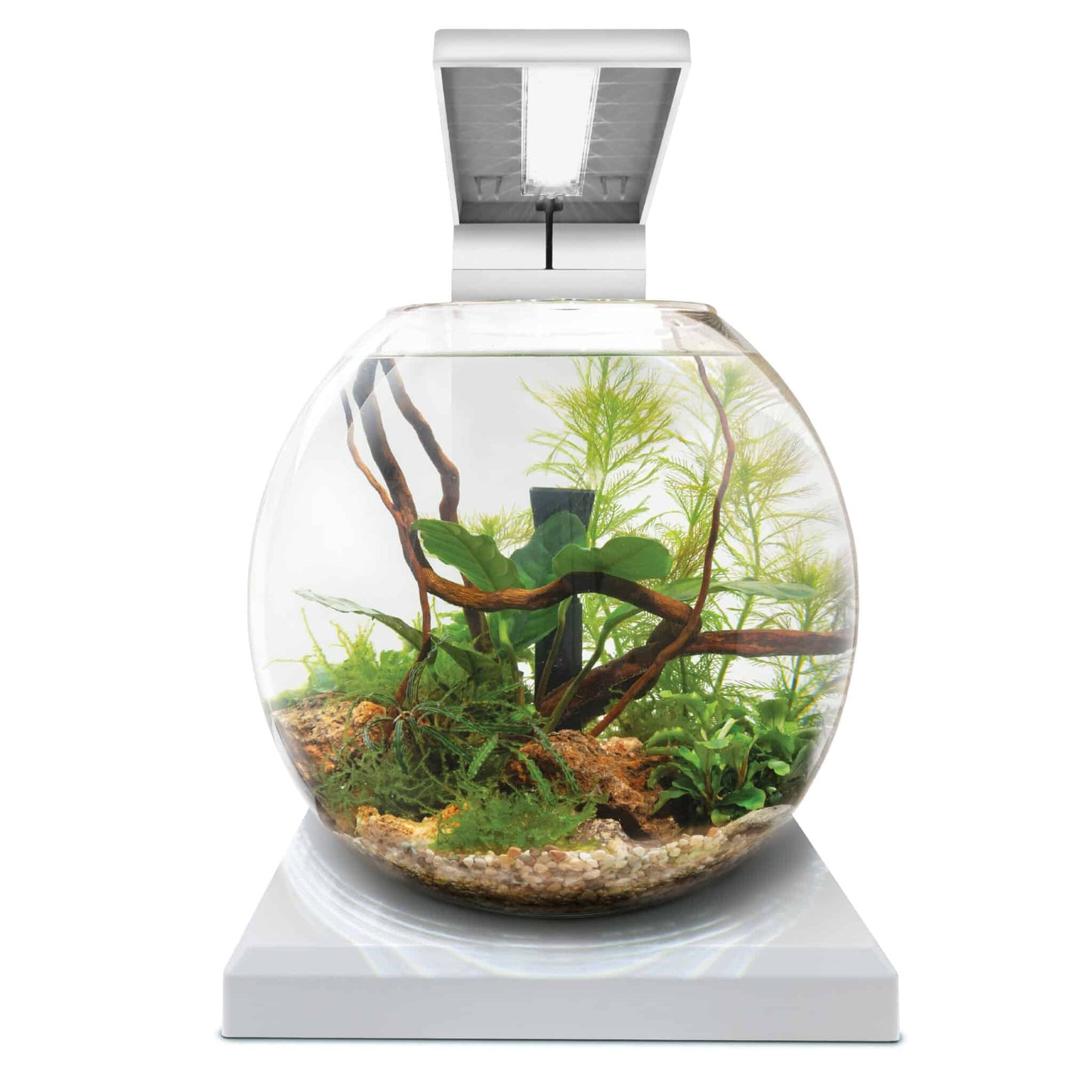 Fluval Liv white round bowl aquarium, front view of a planted nano aquascape under the LED