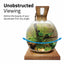 Fluval Liv unobstructed viewing panel with teak base, admire the round bowl aquascape from any angle