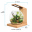Fluval Liv teak version dimensions diagram, 13 x 8 inch footprint, 12.5 inches tall, 6 L / 1.6 gallon capacity