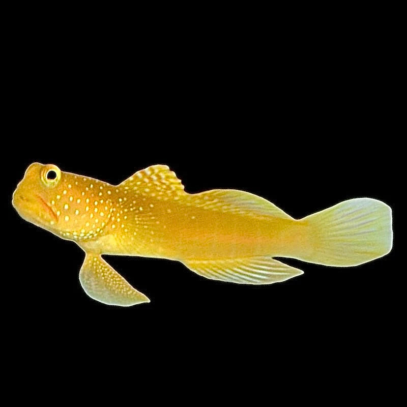 Yellow Watchman Goby (Cryptocentrus cinctus) saltwater shrimp goby - yellow with blue speckles