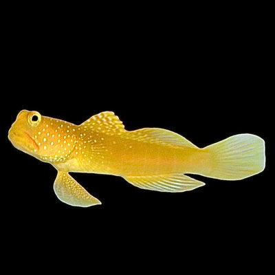Yellow Watchman Goby (Cryptocentrus cinctus) saltwater shrimp goby - yellow with blue speckles