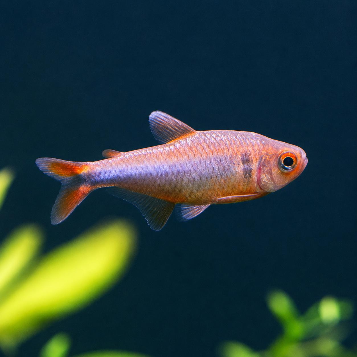 Blueberry Tetra (Hyphessobrycon wadai)