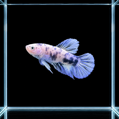 WYSIWYG photo of this exact blue panda female betta (Betta splendens), cream body with smoky blue marble patches