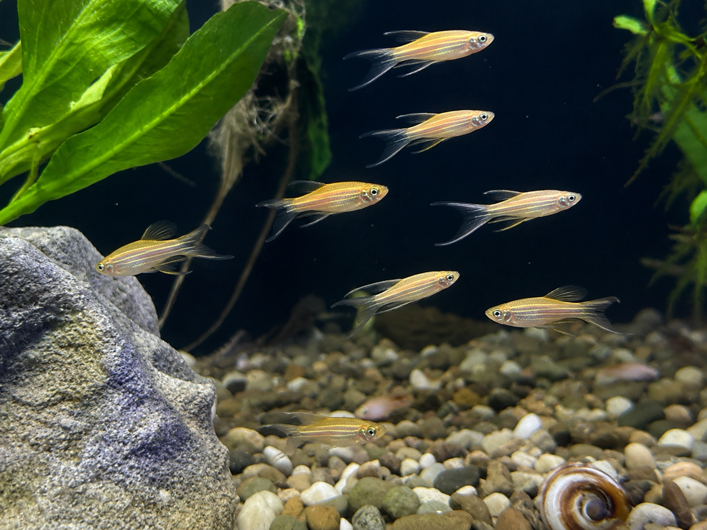 Longfin Gold Zebra Danio (Danio rerio)
