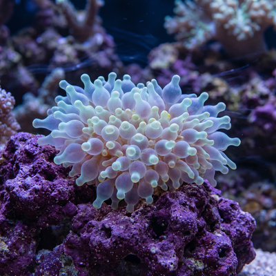 Snowflake Bulb Anemone (Entacmaea quadricolor) saltwater host anemone - white patterned bubble tip tentacles