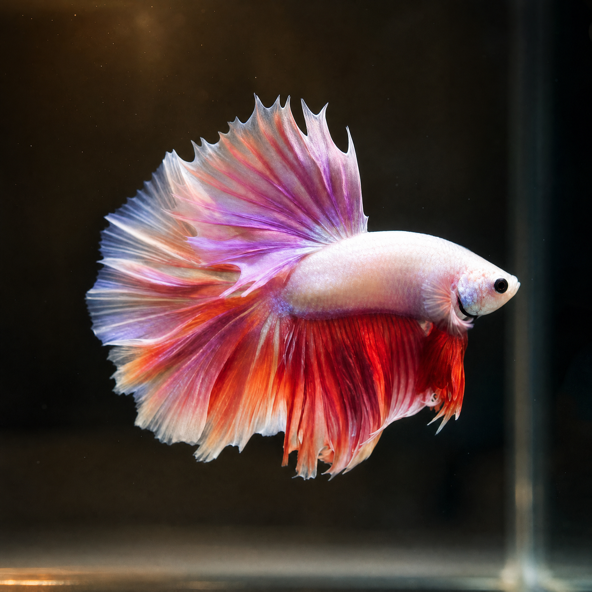 Pink Flamingo Super Delta Male Betta (Betta splendens) pale pink betta with salmon rose fins and wide caudal spread