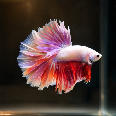Pink Flamingo Super Delta Male Betta (Betta splendens) pale pink betta with salmon rose fins and wide caudal spread