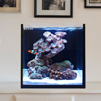 Innovative Marine Fusion 15 AIO Cube aquarium reef aquascape