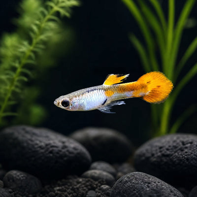 Silverado Bumblebee Guppy (Poecilia reticulata) male with metallic silver body and golden orange tail