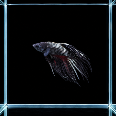 WYSIWYG photo of this exact black orchid crowntail male betta (Betta splendens), near-black with silver-blue scales