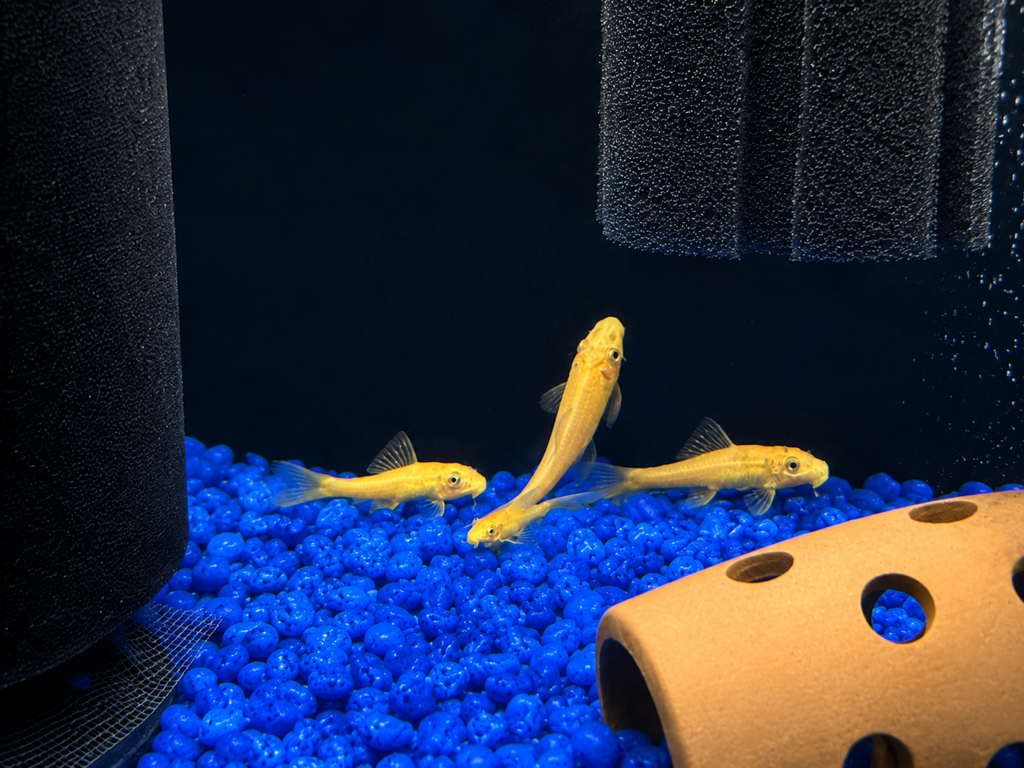 Gold Chinese Algae Eater (Gyrinocheilus aymonieri)