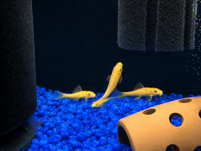 Gold Chinese Algae Eater (Gyrinocheilus aymonieri)