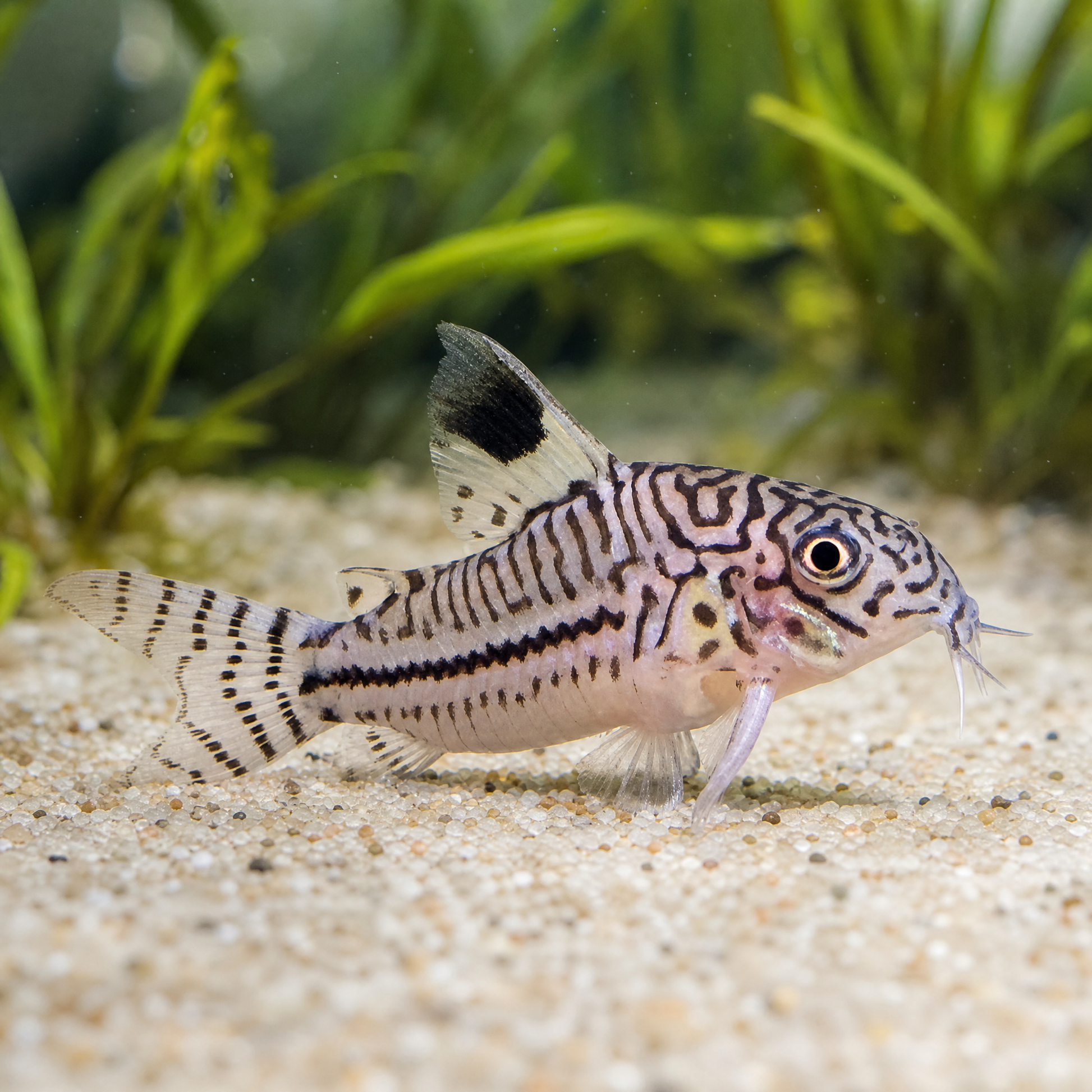False Julii Cory (Corydoras trilineatus) on sand, showing the maze pattern head, solid black midline stripe and dorsal fin blotch