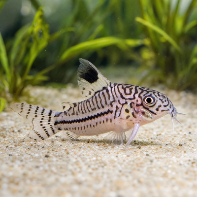 False Julii Cory (Corydoras trilineatus) on sand, showing the maze pattern head, solid black midline stripe and dorsal fin blotch