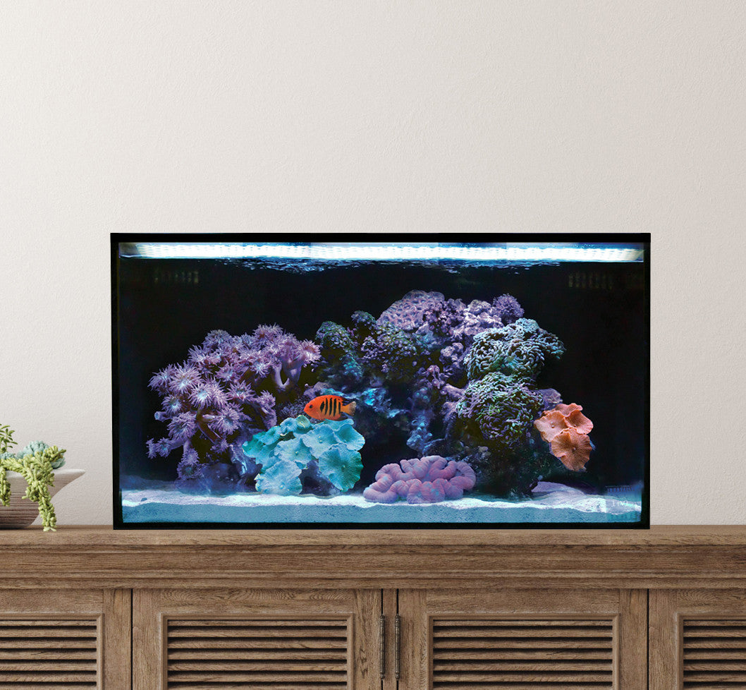 Innovative Marine Fusion 20 Long aquarium lifestyle setup