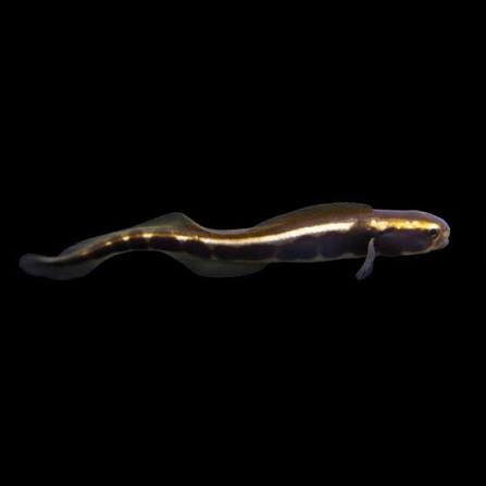 Engineer Goby (Pholidichthys leucotaenia) saltwater tunnel-digging fish - juvenile