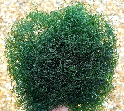 Chaetomorpha Macro Algae (Chaetomorpha linum) | Live Saltwater Refugium Algae