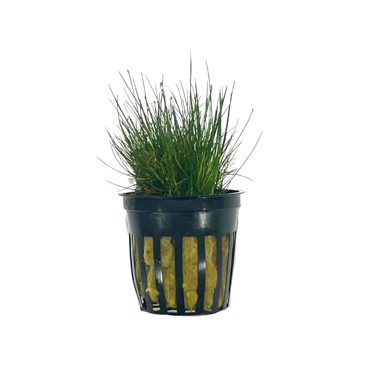 Dwarf Hairgrass (Eleocharis parvula) - live freshwater carpeting plant in a potted plug for planted aquariums