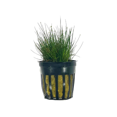 Dwarf Hairgrass (Eleocharis parvula) - live freshwater carpeting plant in a potted plug for planted aquariums