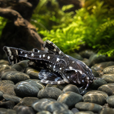 Spotted Raphael Catfish (Agamyxis pectinifrons) black armored talking catfish with white polka dots