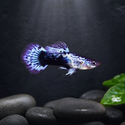 Purple Batik Guppy (Poecilia reticulata) male with deep violet body and purple white lace fan tail