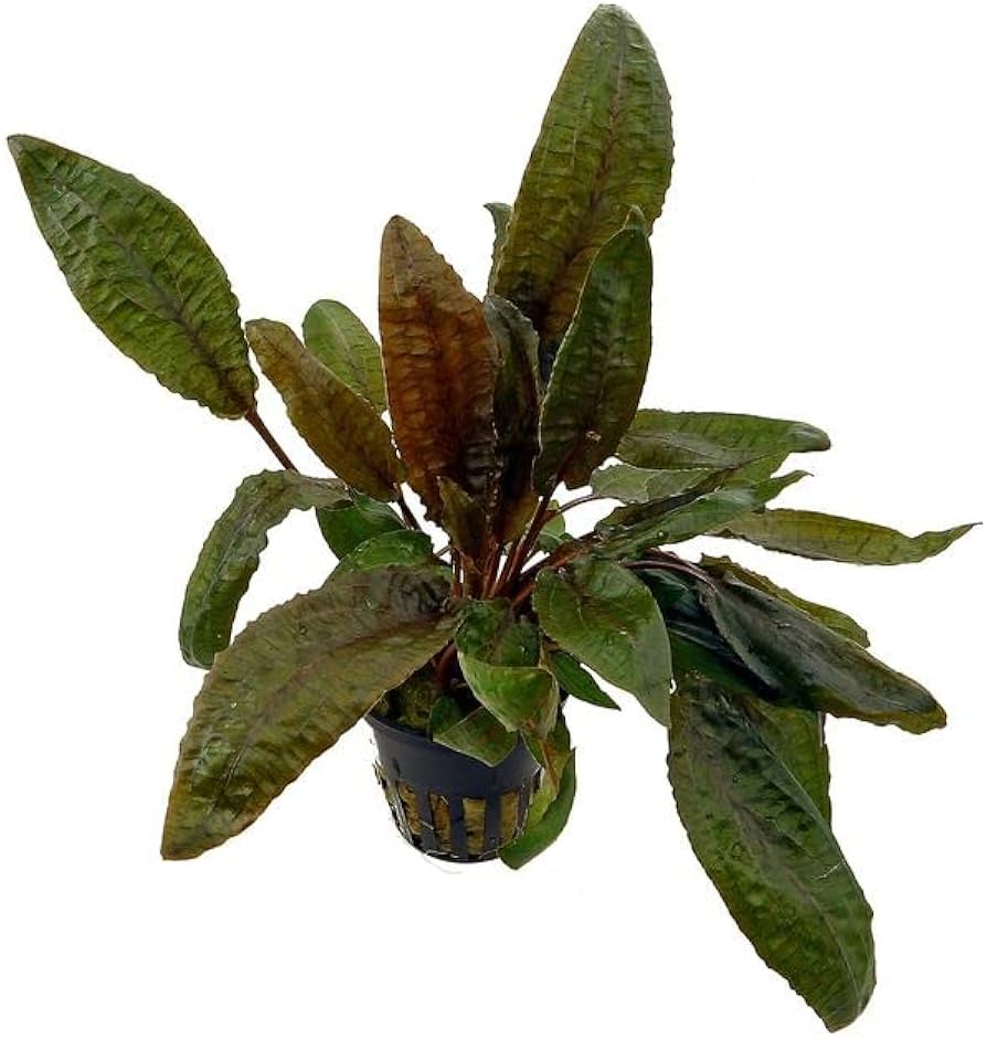 Cryptocoryne wendtii 'Bronze' potted live freshwater crypt plant