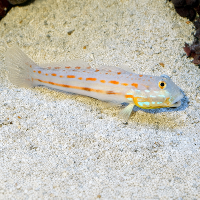 Diamond Sleeper Goby (Valenciennea puellaris)