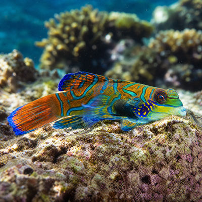 Green Mandarin Goby (Synchiropus splendidus) saltwater reef dragonet with blue, orange and green swirled pattern