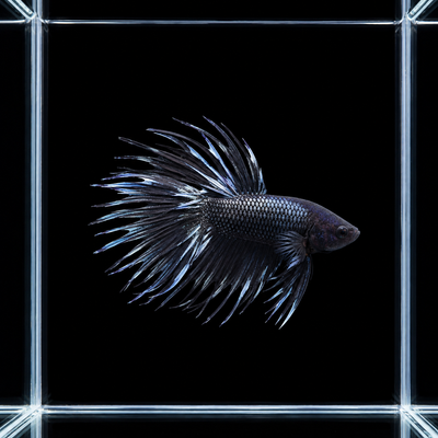 WYSIWYG photo of this exact black orchid crowntail male betta (Betta splendens), near-black with blue iridescent rays
