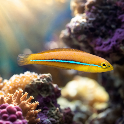 Neon Wrasse (Halichoeres melanurus)