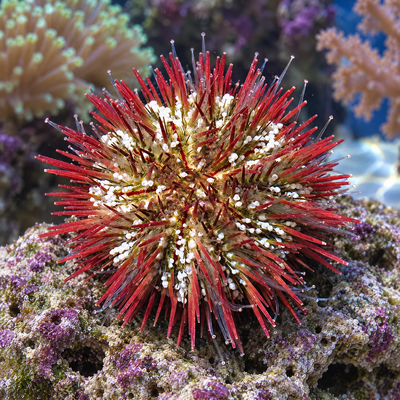 Pincushion Urchin (Lytechinus variegatus) saltwater invertebrate, red-spined urchin grazing on reef live rock
