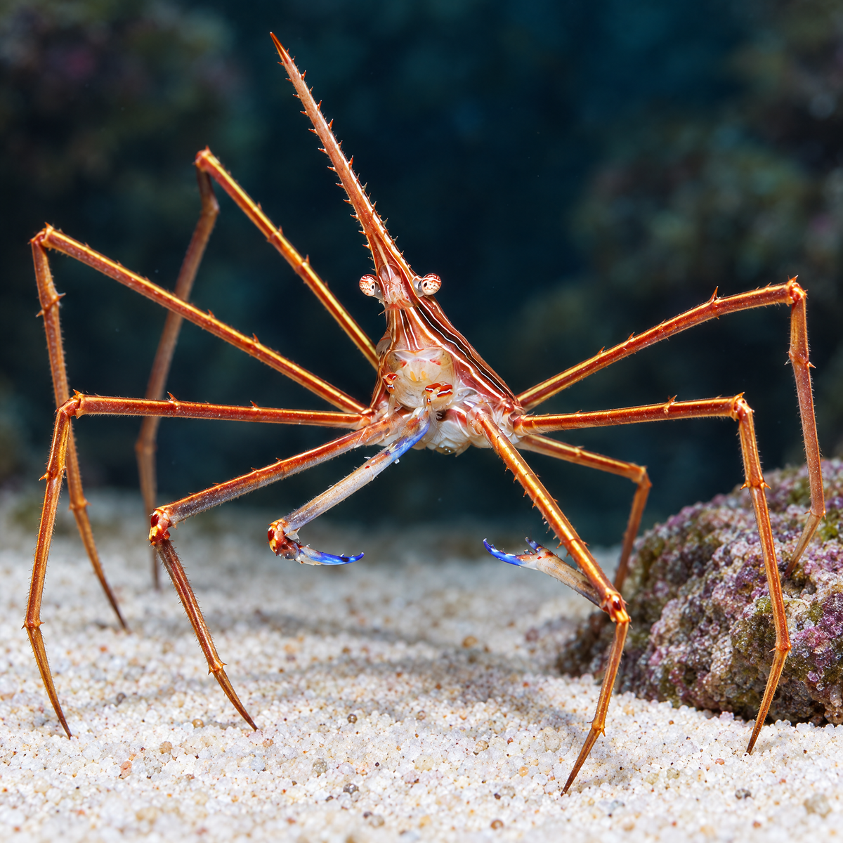 Arrow Crab (Stenorhynchus seticornis) showing its striped pointed body, long legs and blue claws