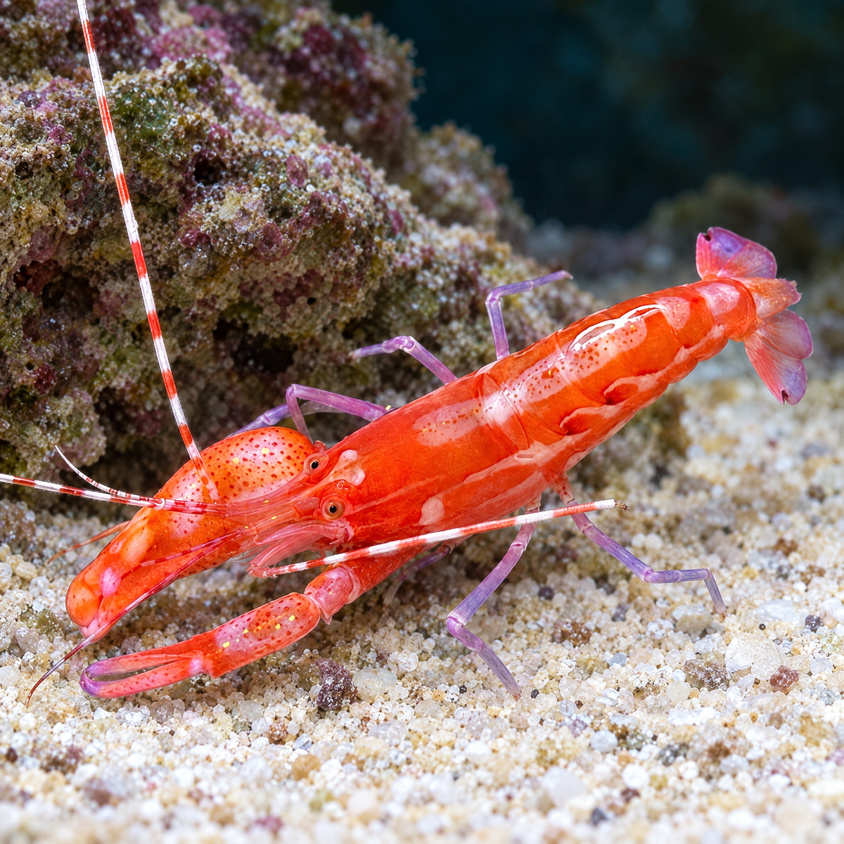 Red Caribbean Pistol Shrimp (Alpheus sp.) saltwater shrimp with unequal claws and pale markings