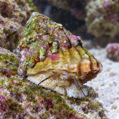 Astrea Snail (Astraea tecta) saltwater snail with a textured conical shell grazing on reef rock