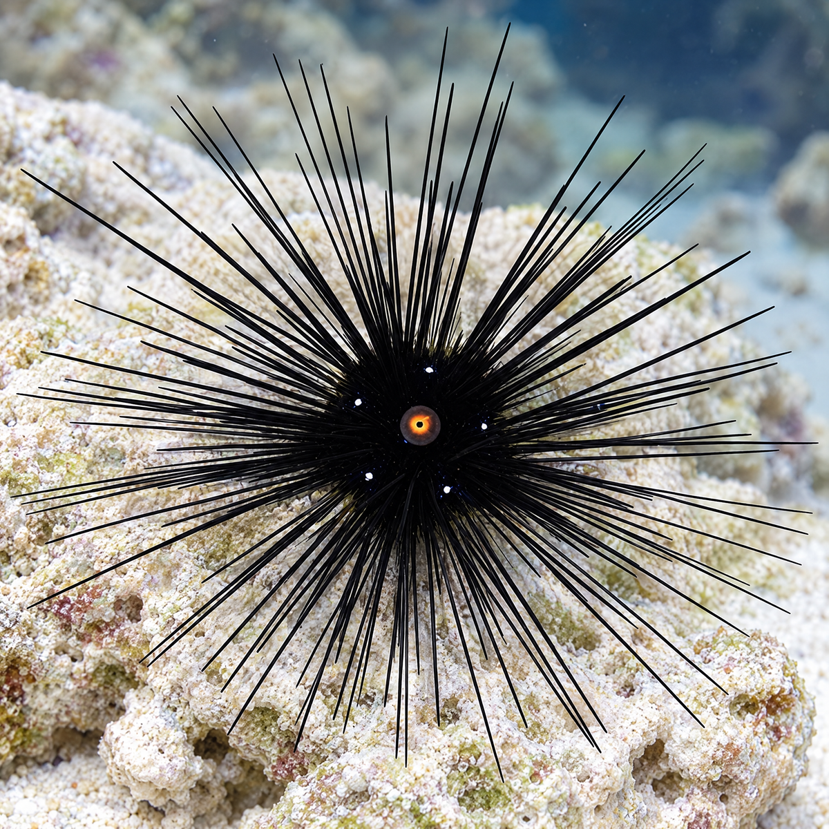 Representative Black Longspine Urchin, Diadema setosum, with long black spines and orange ring on reef rock