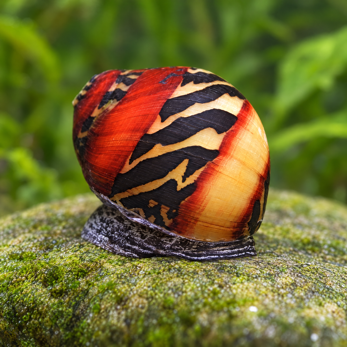 Red Racer Nerite Snail (Vittina waigiensis) freshwater snail with red, gold and black patterned shell