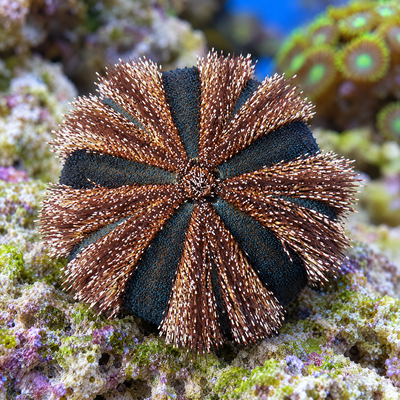 Tuxedo Urchin (Mespilia globulus) saltwater invertebrate with blue-black bands and reddish-brown spines on live rock