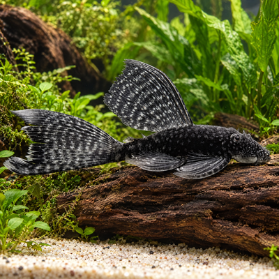 Longfin Black Bristlenose Pleco (Ancistrus sp.) freshwater algae eater with black spotted body and long flowing fins on driftwood
